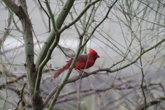 Cardinalis cardinalis igneus