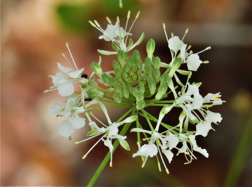 Warea carteri