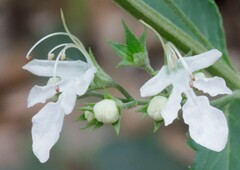 Teucrium racemosum