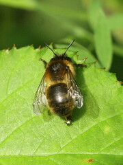Anthophora furcata