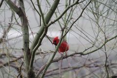 Cardinalis cardinalis igneus