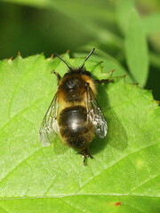 Anthophora furcata