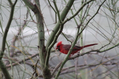 Cardinalis cardinalis igneus