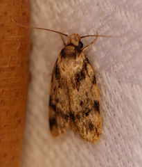 Barea basigramma