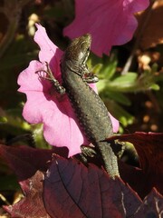 Podarcis muralis maculiventris