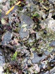 Acanthais brevidentata