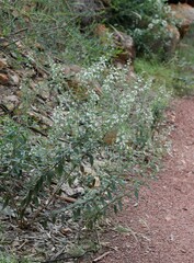 Teucrium racemosum