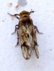 Conomelus anceps