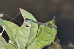 Ischnura fluviatilis