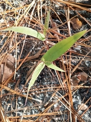 Dichanthelium commutatum