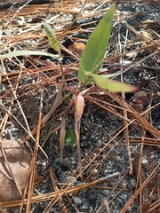 Dichanthelium commutatum