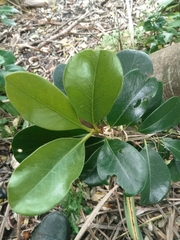 Rhaphiolepis umbellata