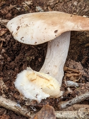 Hebeloma