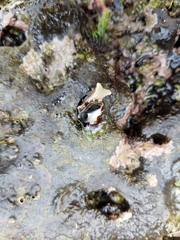 Acanthais brevidentata