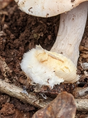 Hebeloma