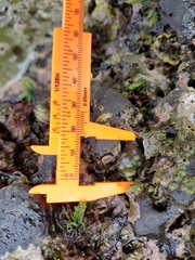 Acanthais brevidentata