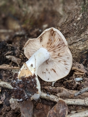 Hebeloma