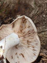 Hebeloma