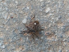 Codophila varia