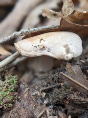 Hebeloma