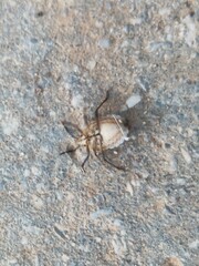 Codophila varia