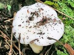 Russula perlactea