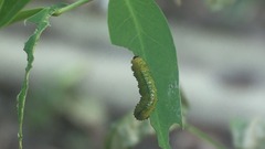 Adurgoa gonagra