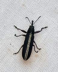 Rhinotia