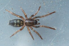 Phaeocedus braccatus