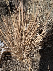 Leymus cinereus