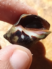 Rapaninae