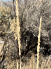 Leymus cinereus