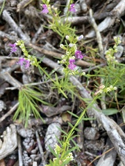 Dicerandra × thinicola