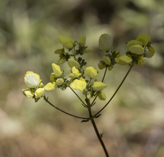 Calceolaria nudicaulis