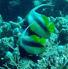 Heniochus intermedius