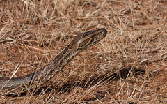 Python natalensis