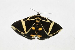 Fodina ostorius