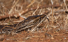 Python natalensis