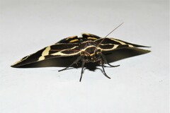 Fodina ostorius