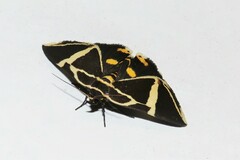 Fodina ostorius
