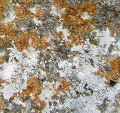 Xanthoria calcicola