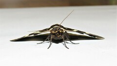 Fodina ostorius