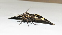 Fodina ostorius