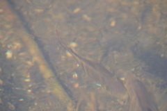 Gymnogeophagus