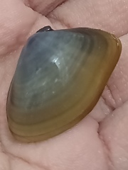 Iphigenia brasiliensis