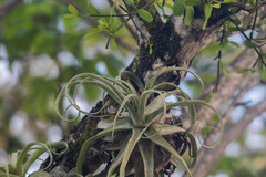 Tillandsia streptophylla