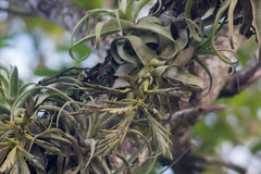 Tillandsia streptophylla