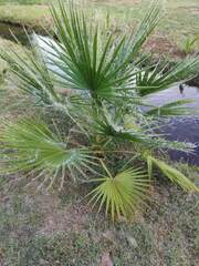 Washingtonia robusta