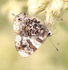 Aubergina vanessoides