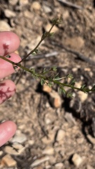 Acmispon glaber glaber